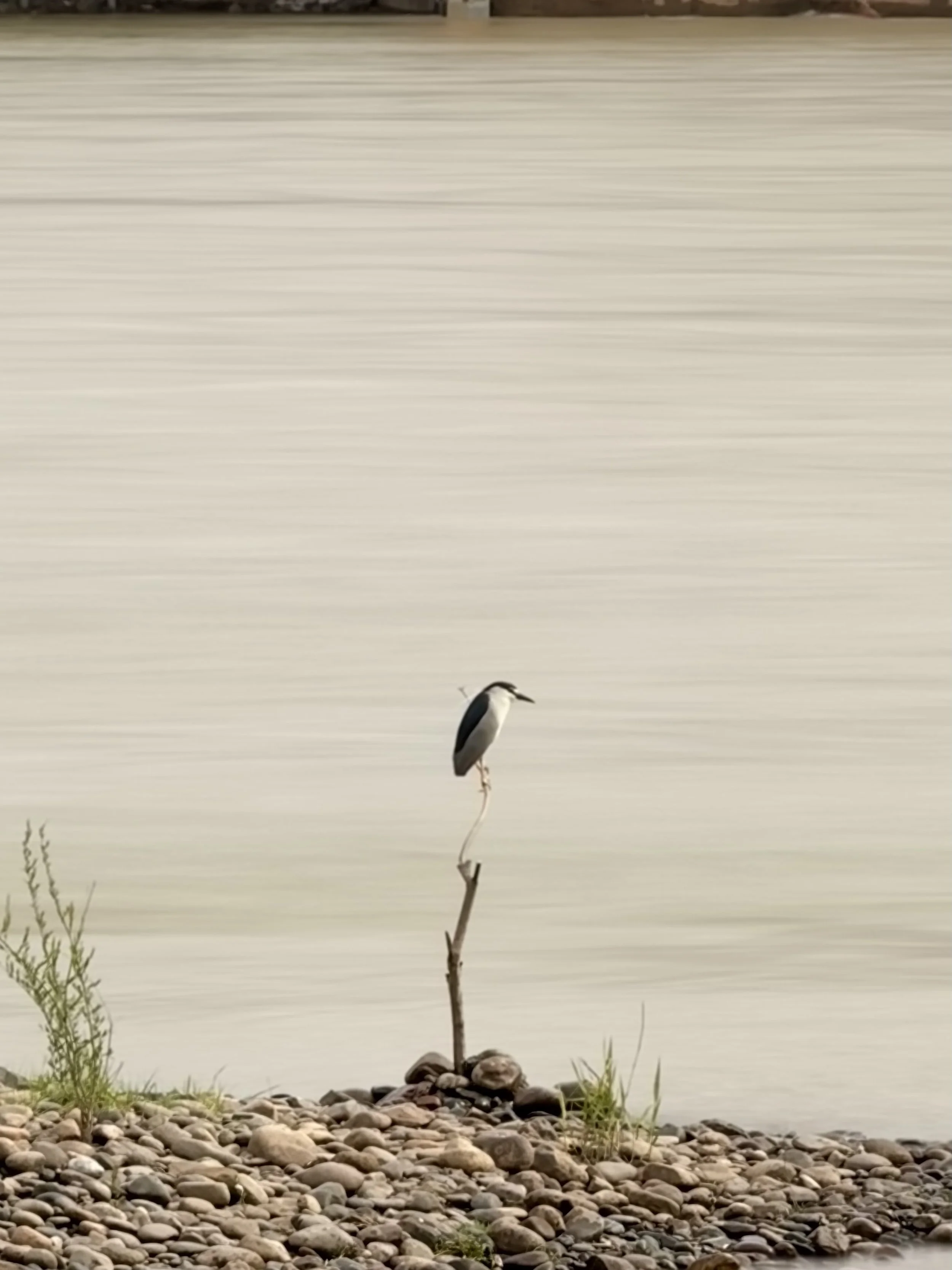 Painted Crane