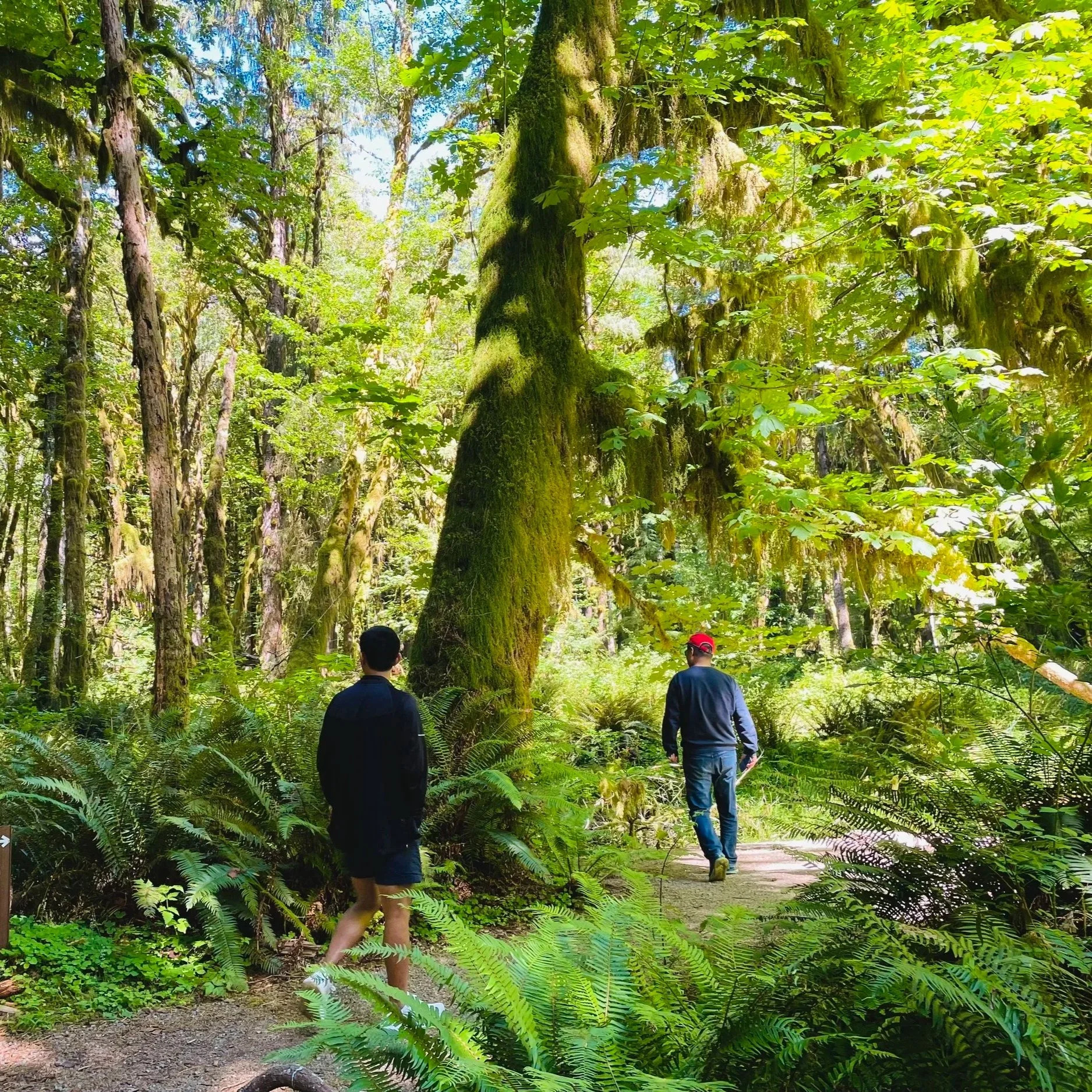 Olympic NP