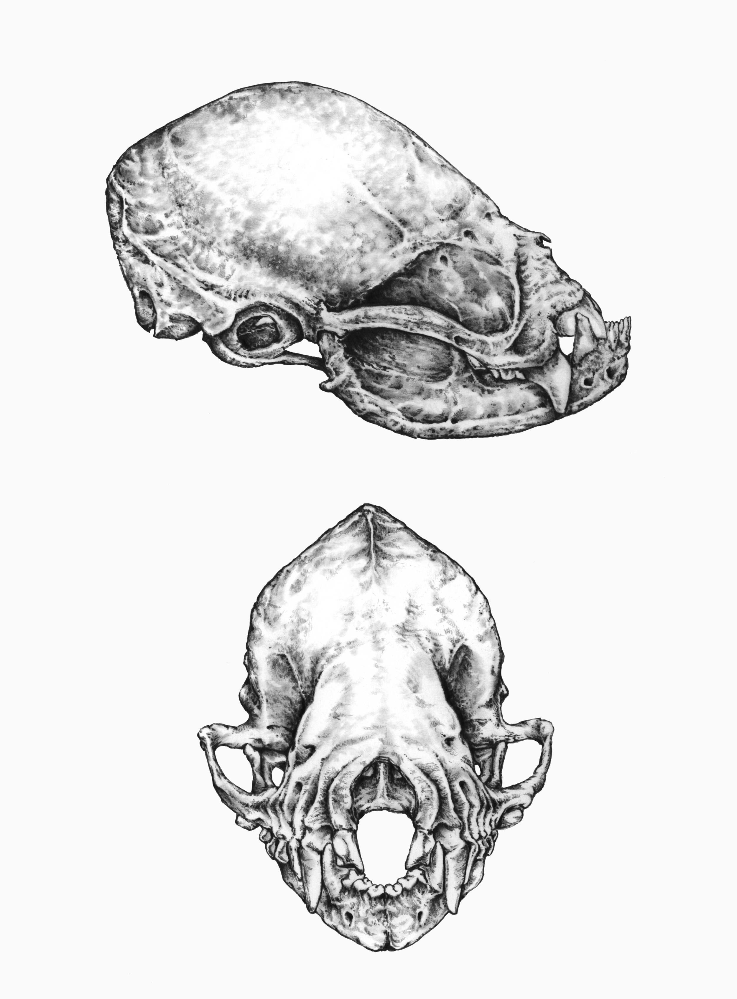 bat skull for web 1.PNG