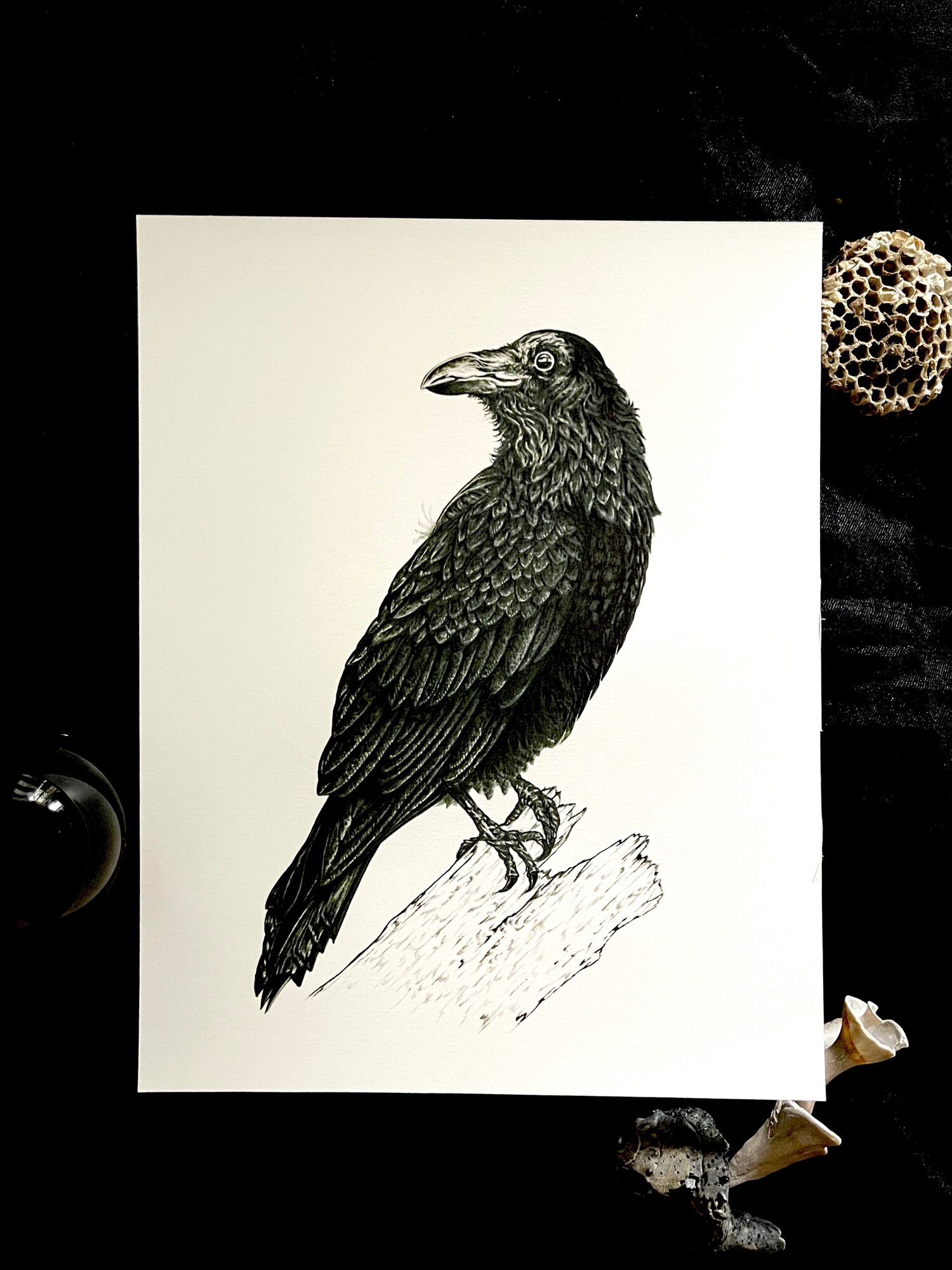 Crow print 11”x 14” — Jason Branson