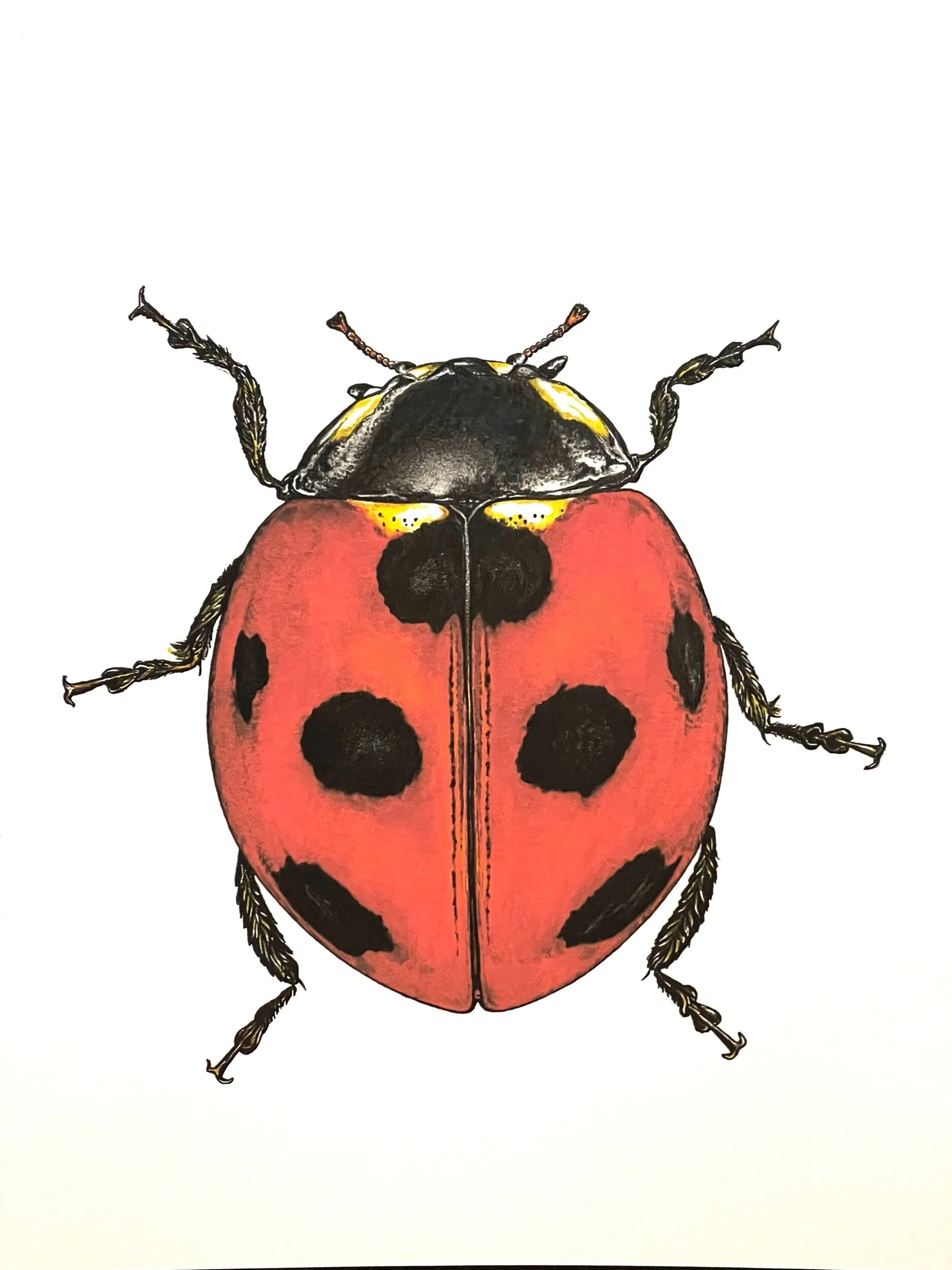 FD1F662D-EB97-490B-A82C-F77AF928D39D