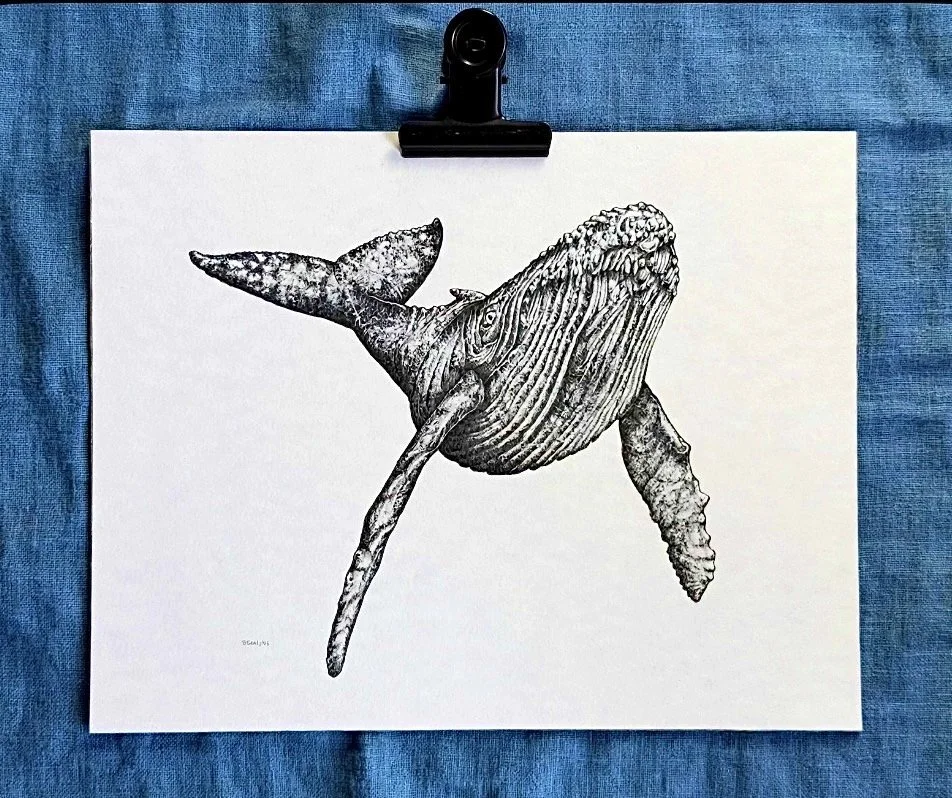 HUMPBACK  WHALE 11”x14” PRINT