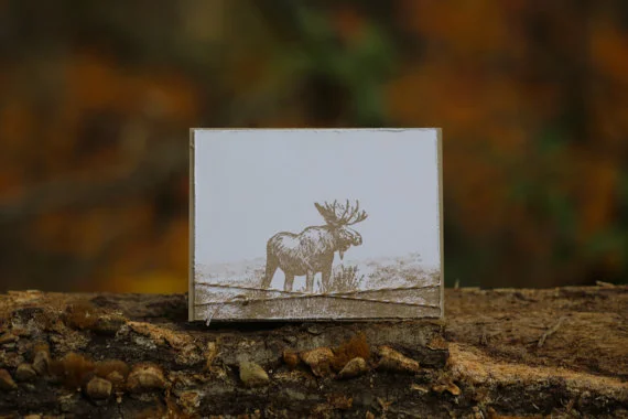 Moose