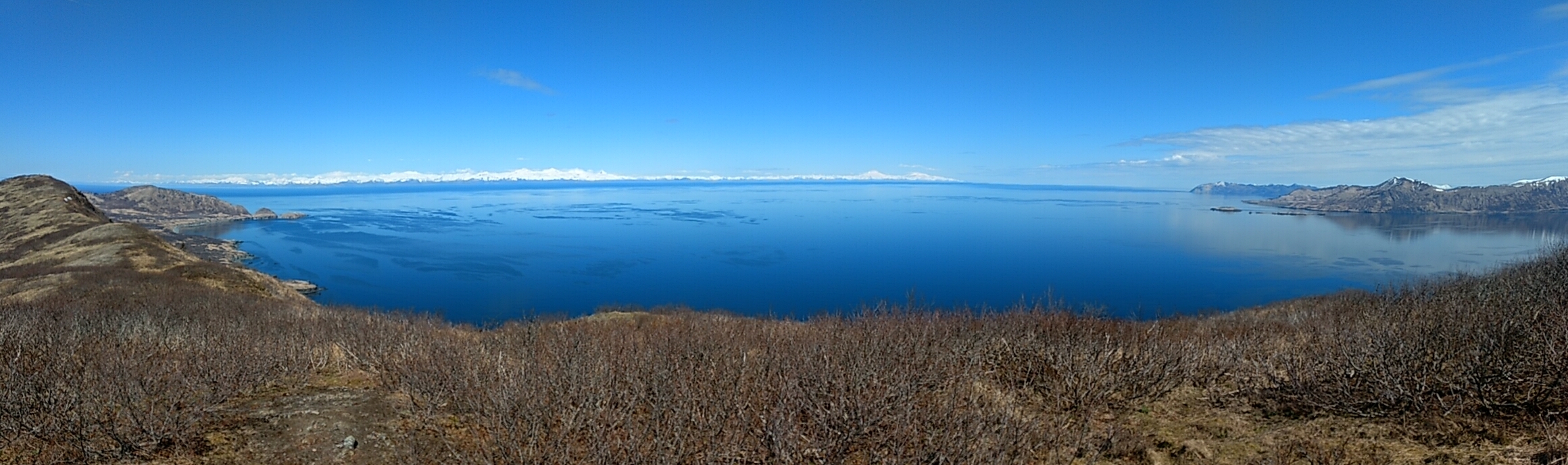 This is where our salmon comes from. What a glorious place to be swimming free. On the far horizon are the snow covered peaks of the Alaska mainland across the volatile Shelikof Straits. We hiked up this mountain last week as a spring tonic for mind and soul.