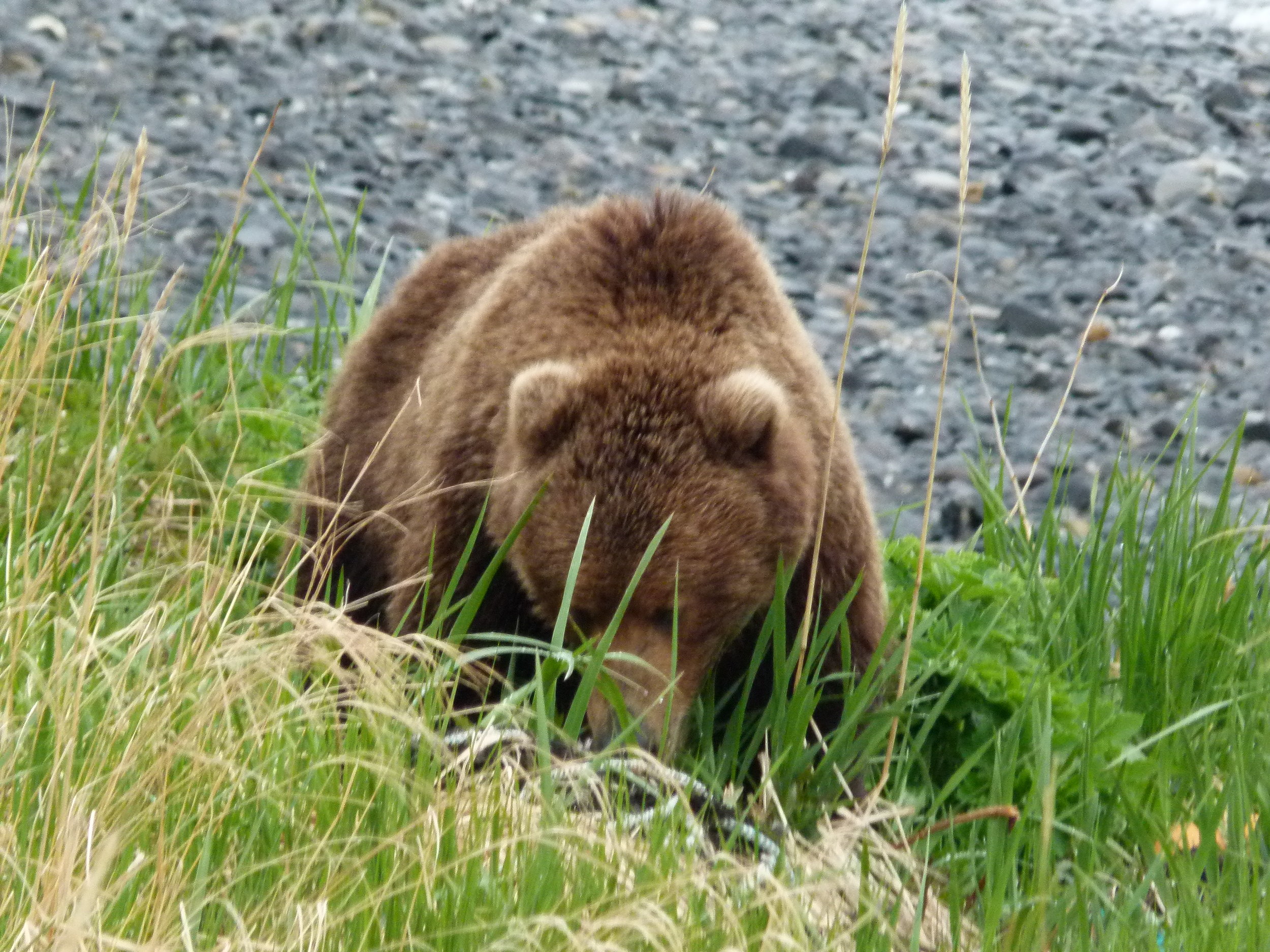 This bear was interested in a helping of fresh green vegetation at Trap-6, just like us. There are about 3,500 Kodiak bears on the island, and 14,00 people. They are the largest brown bears in the world because they've been isolated from other brown bears for 12,000 years, they have a rich diet of salmon, and most of the island is National Wildlife Refuge, free of development.