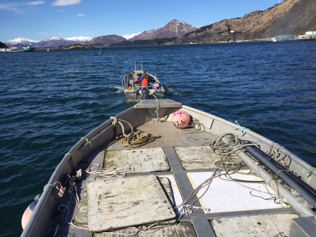 We're on the water and set for salmon! Here's Tollef towing our refrigerated-seawater holding barge out of storage in Kodiak. We're eager to fill it up.