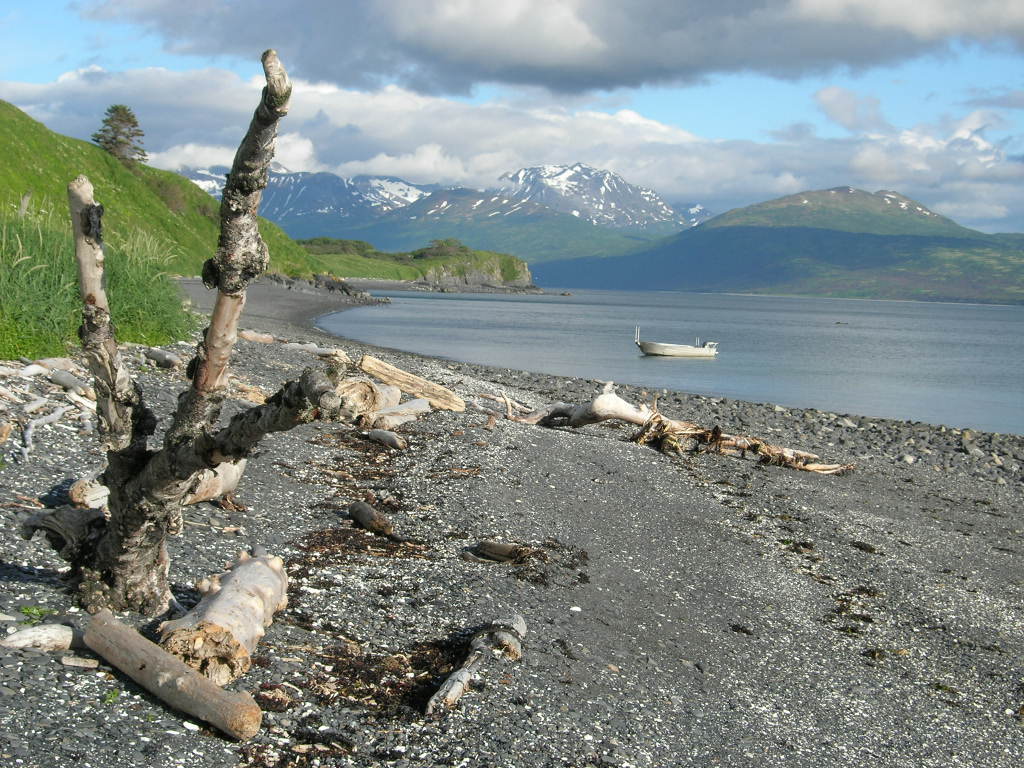 Driftwood  on the beach with Uganik Alps in background