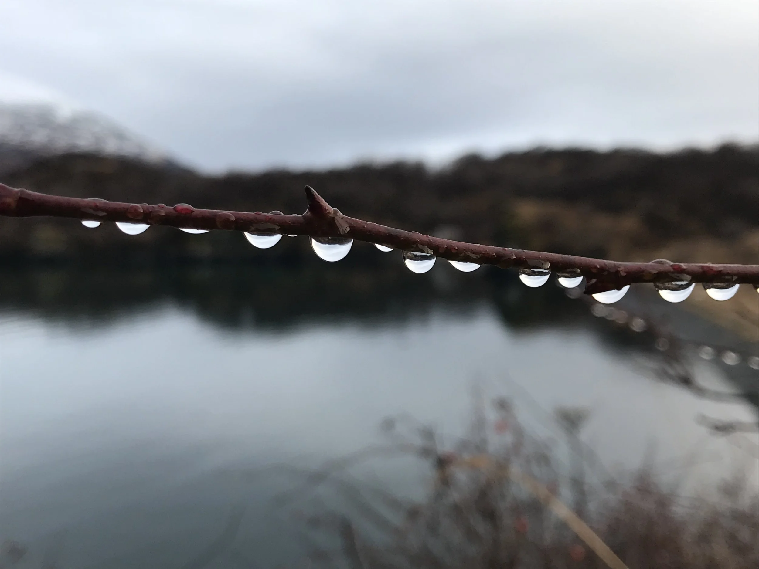 In honor of equinox, raindrops balance on salmonberry canes, adorning our habitat with calm.