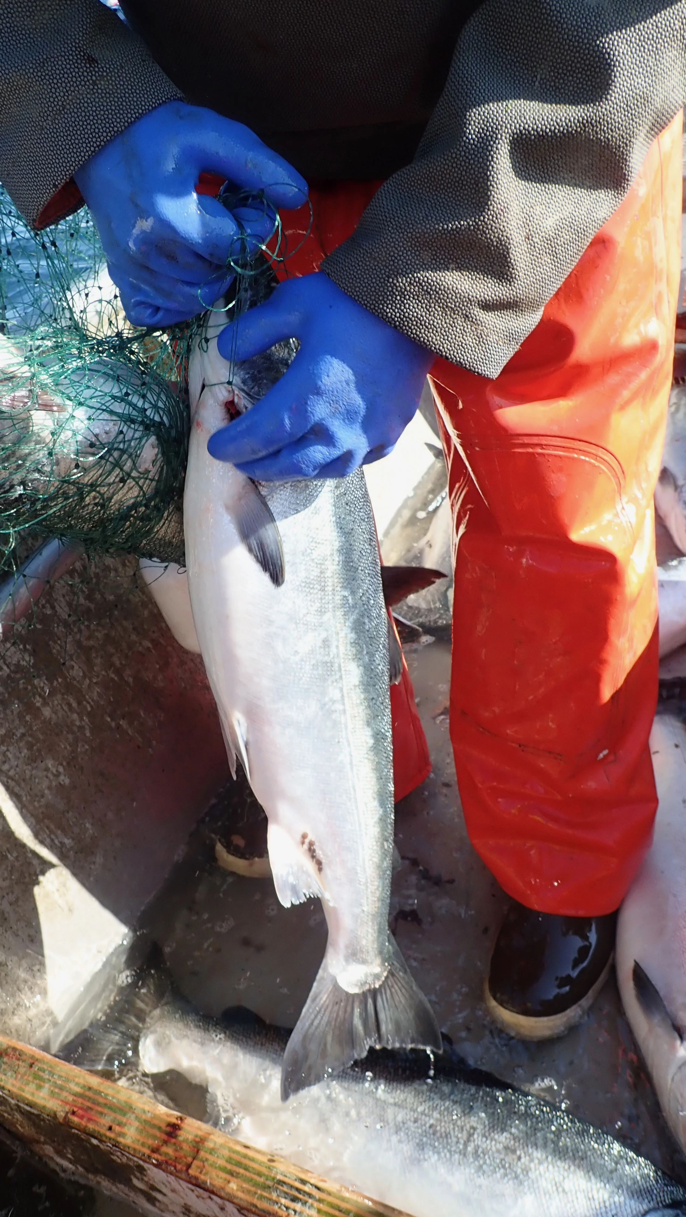 Adelia picks a wiggling coho, fresh from the ocean.