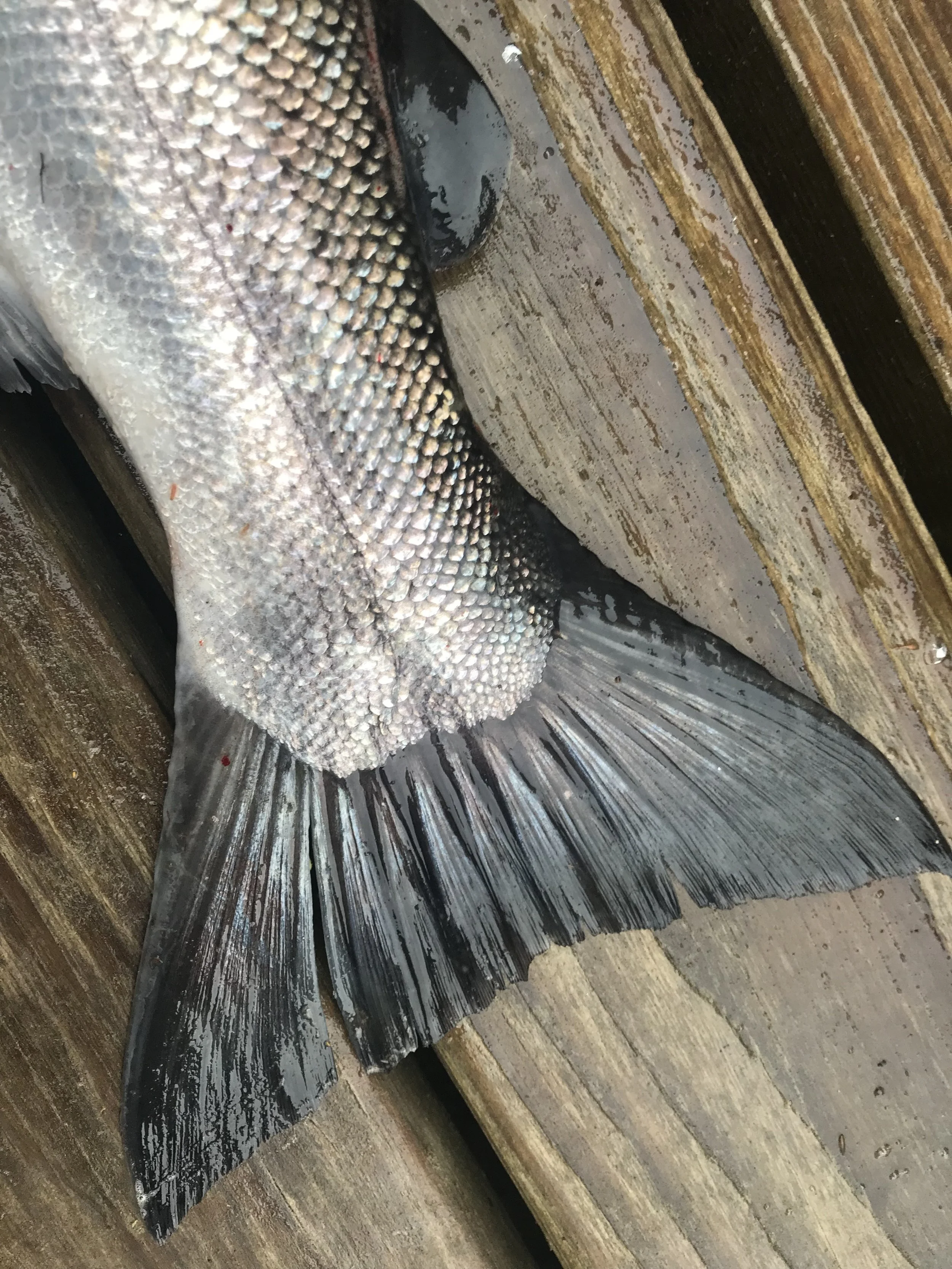 coho tail.jpg