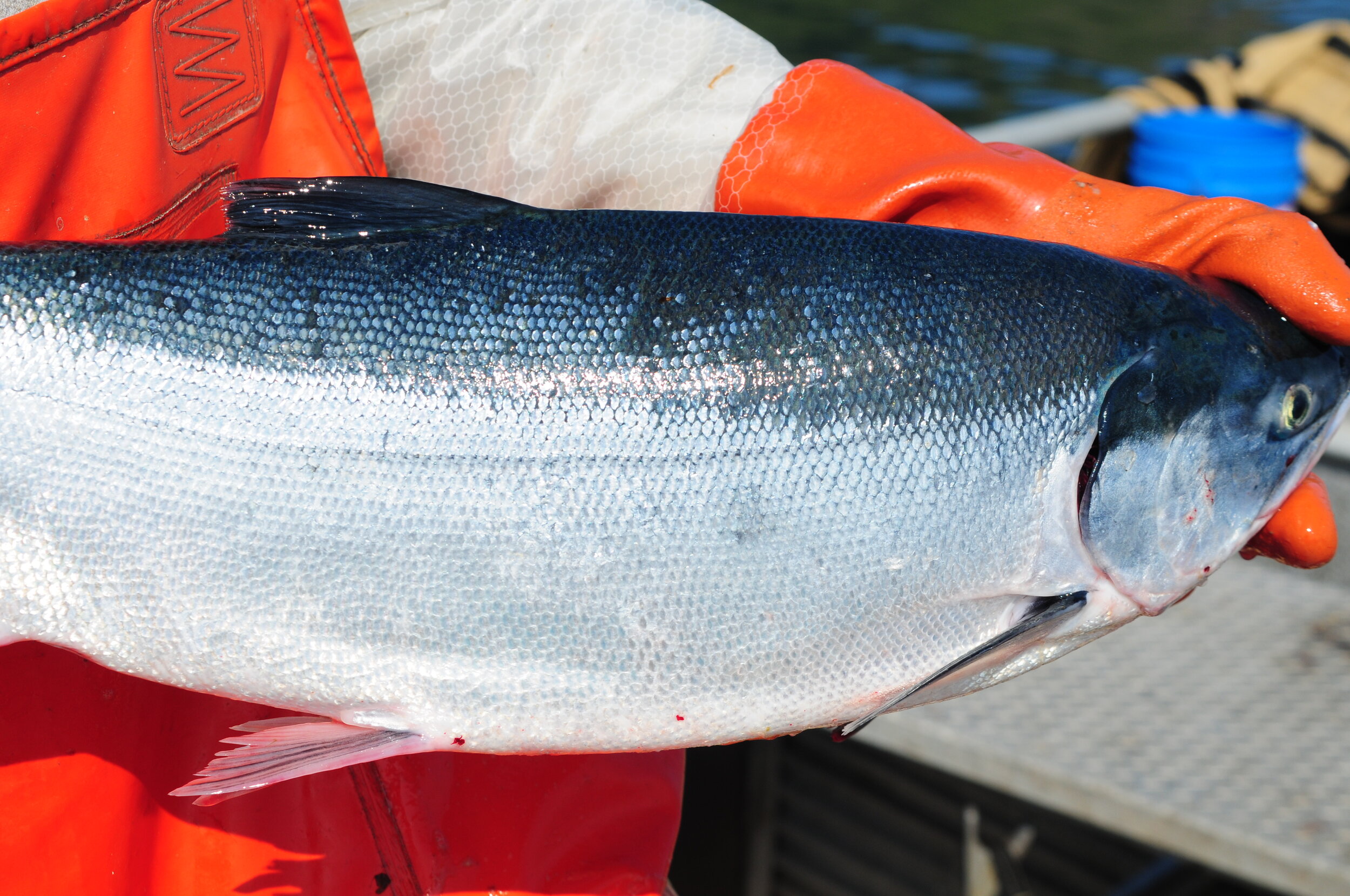 How to distinguish between our sockeye and coho — Soul Mate Salmon