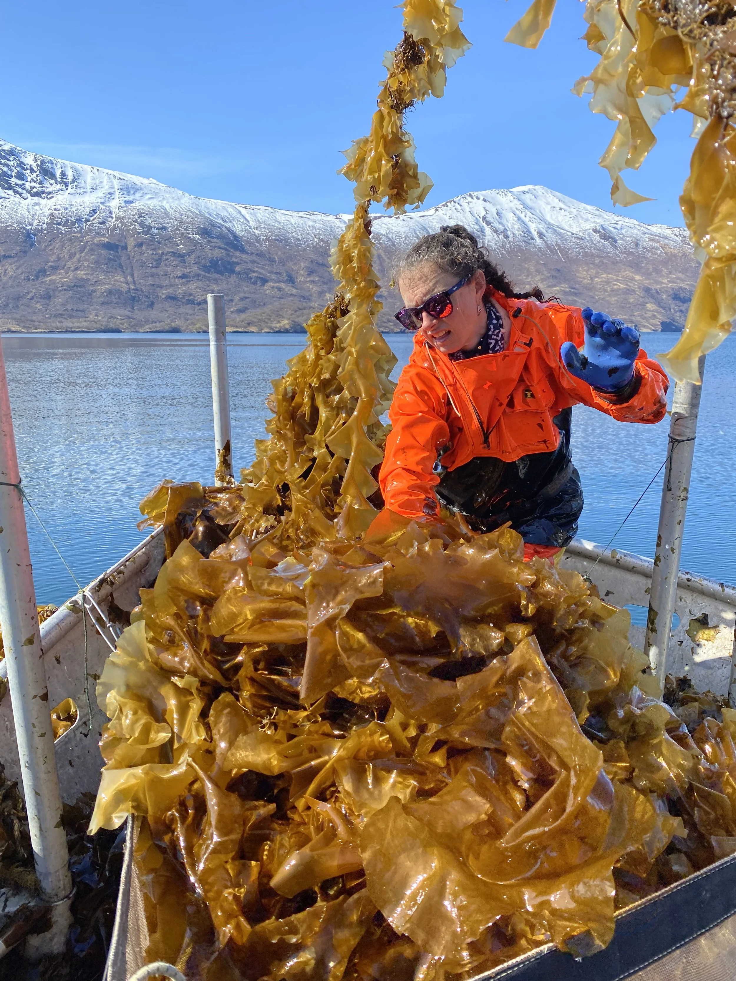 The Kelp Harvest