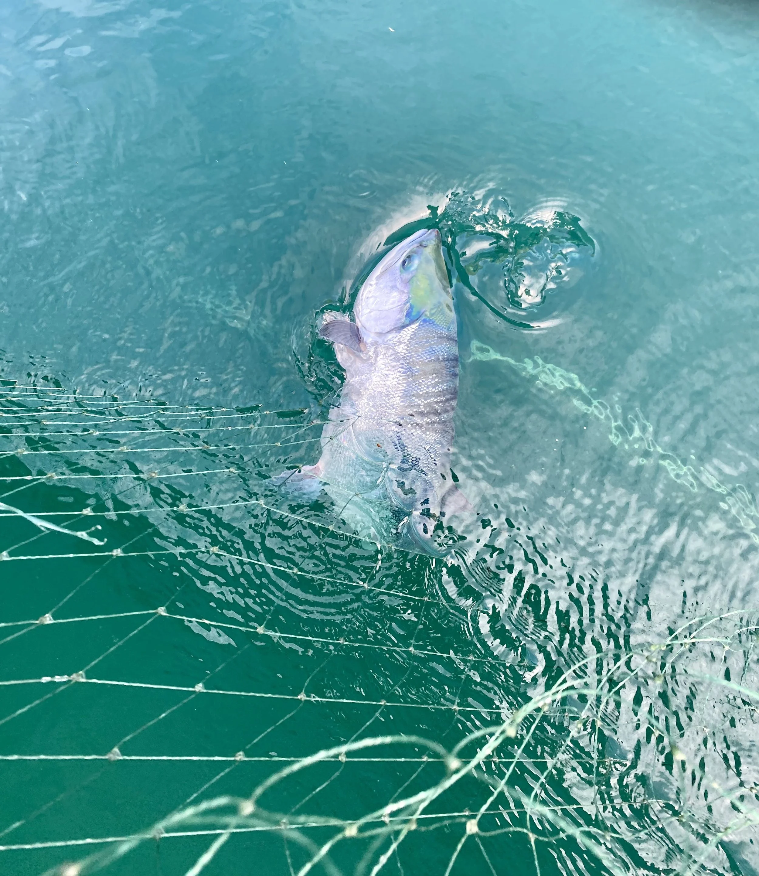 And So It Begins.....