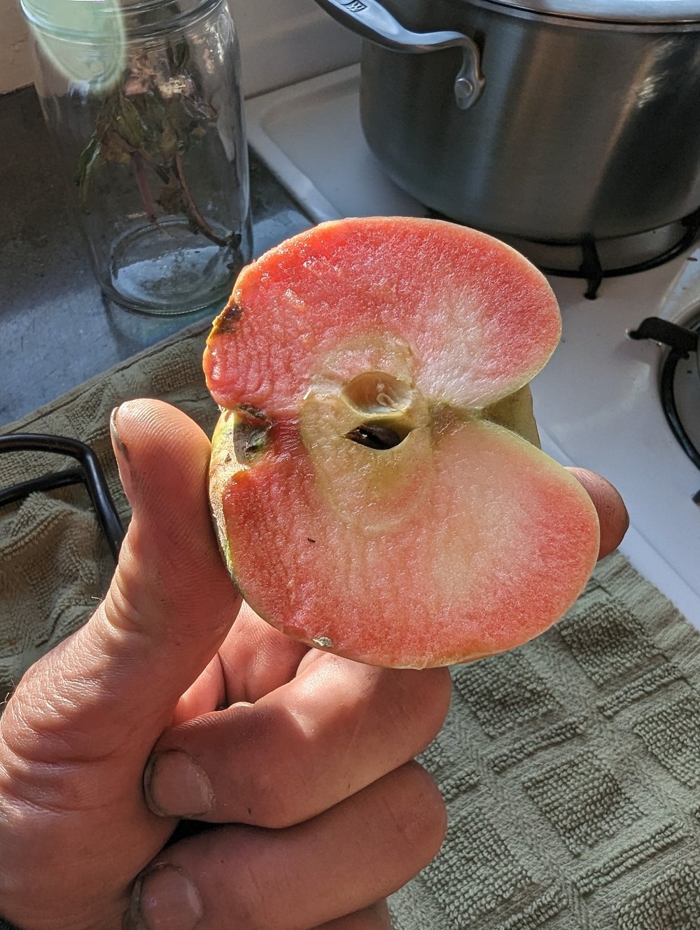 homegrown apple.jpg