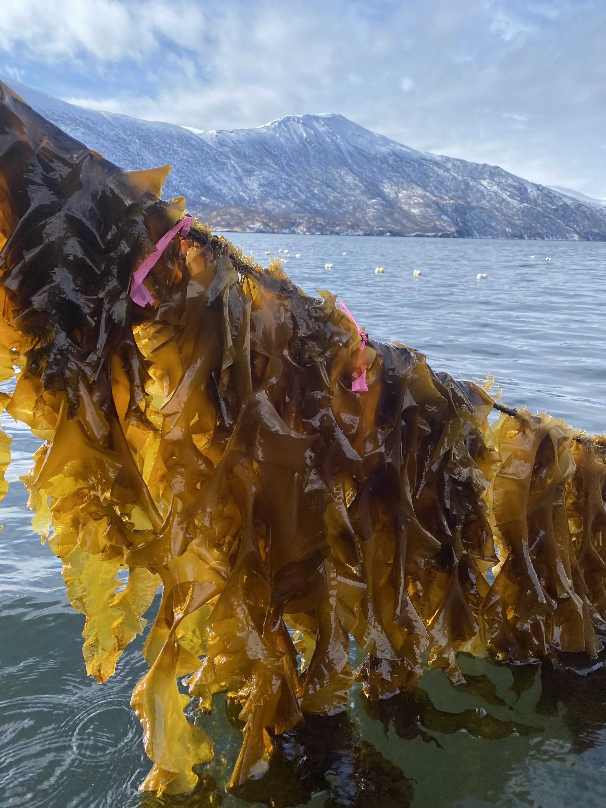 Building a kelp industry