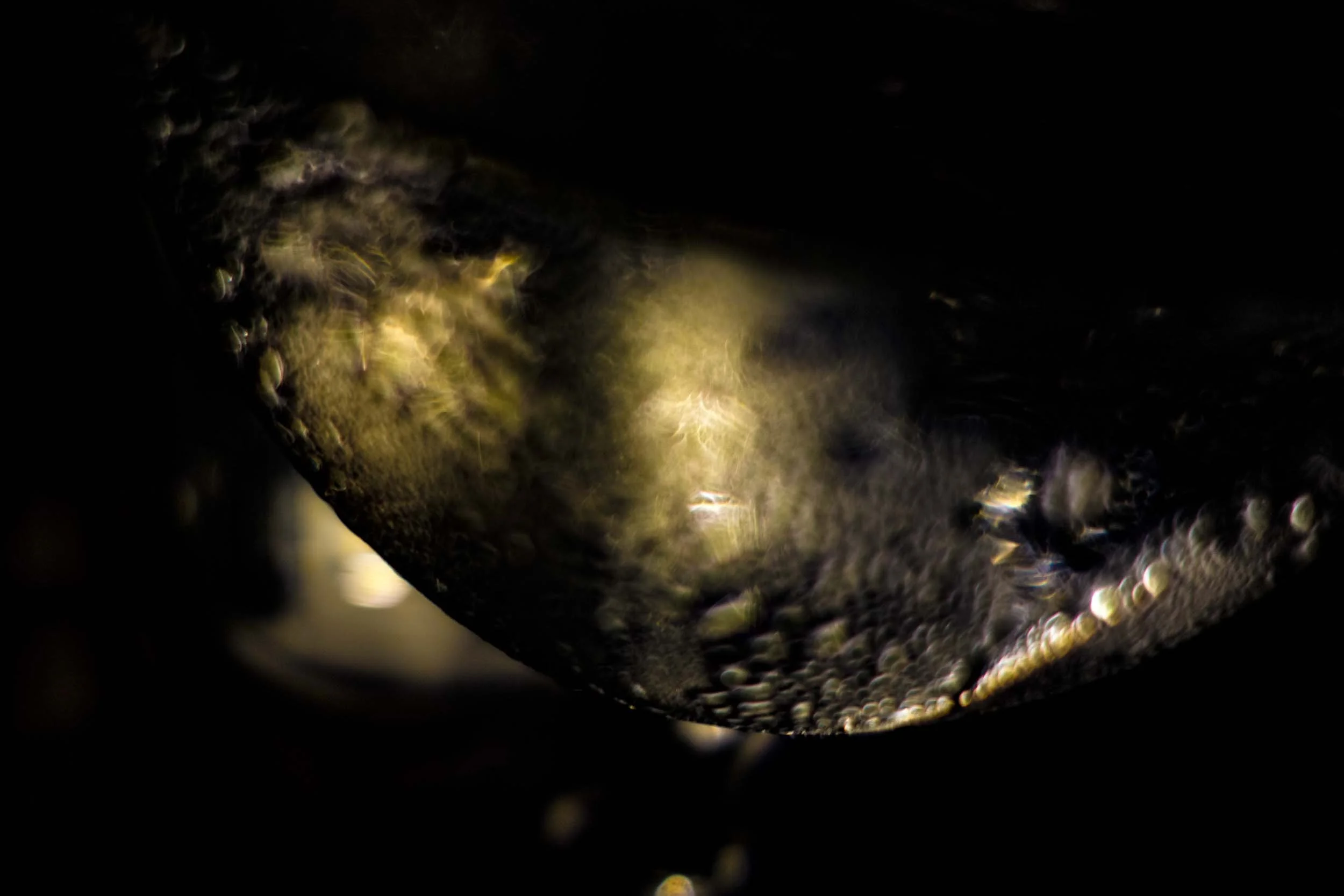 Phosphorescence.jpg