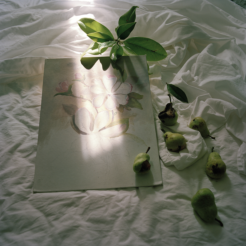 Unfinished magnolia, 2013