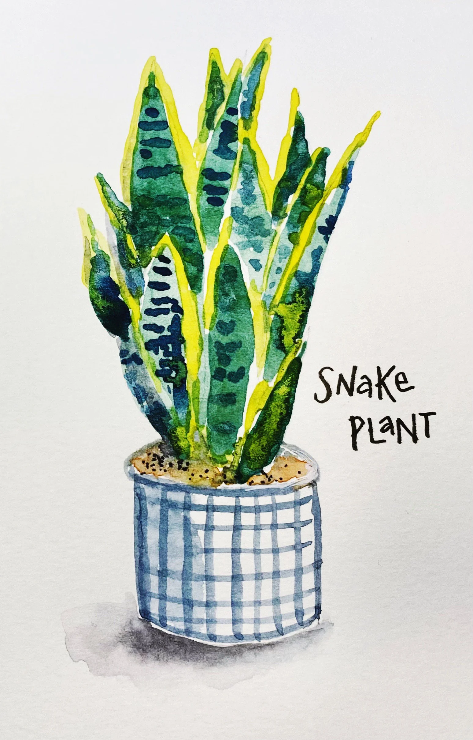 Snake plant lo res.jpg