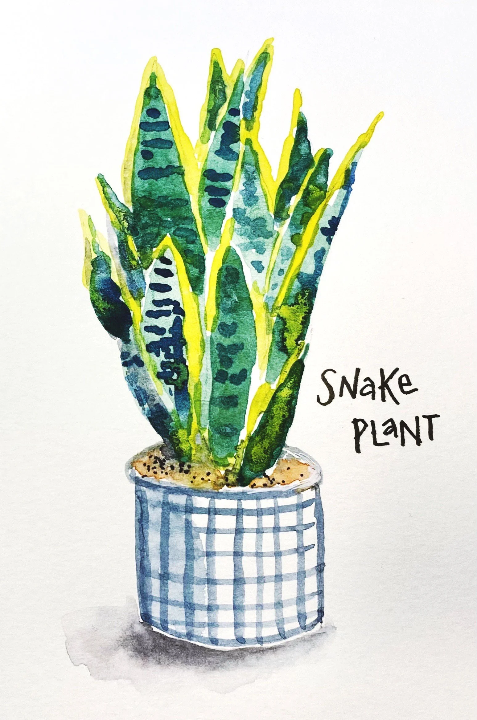 Snake+plant+lo+res.jpg