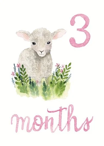 3 lamb pink lo res.jpg