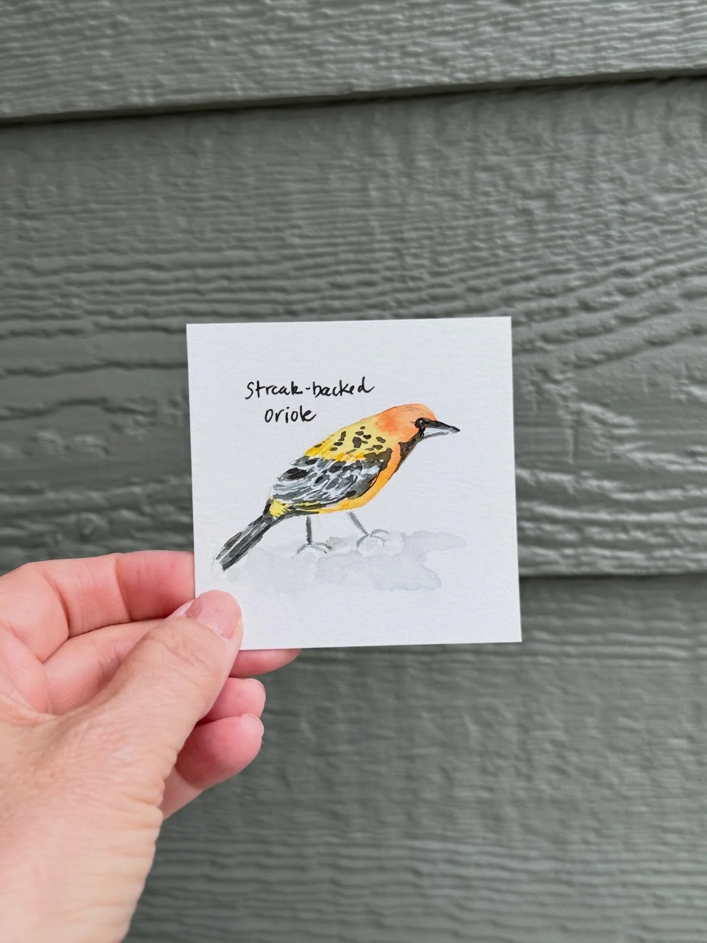 I took some tiny pieces of watercolor paper with me to Mexico and painted each day.  It is just good for my soul.  AND It was so fun to have friends paint with me, too. 🇲🇽🌺🐤🌊💕

#tinypaintings #watercolor #100tinypaintings #soulcare