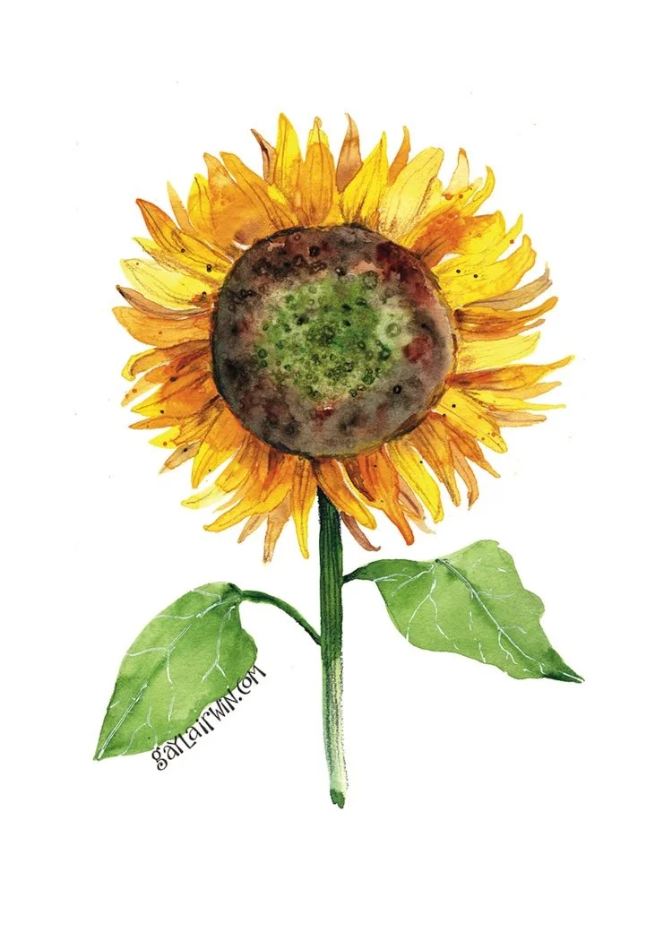 Sunflower-sticker-lo-res.jpeg