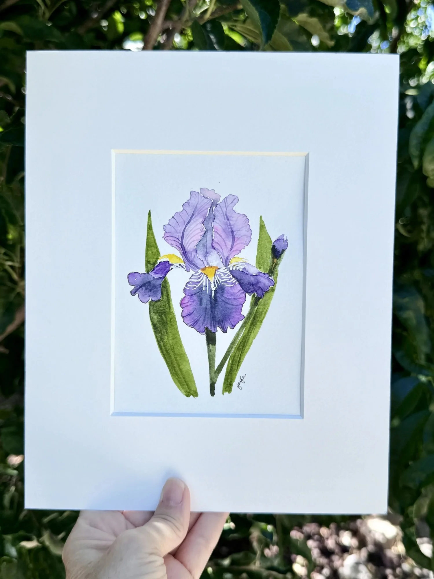 purple bearded iris watercolor outdoor view original watercolor artwork by Gayla Irwin
