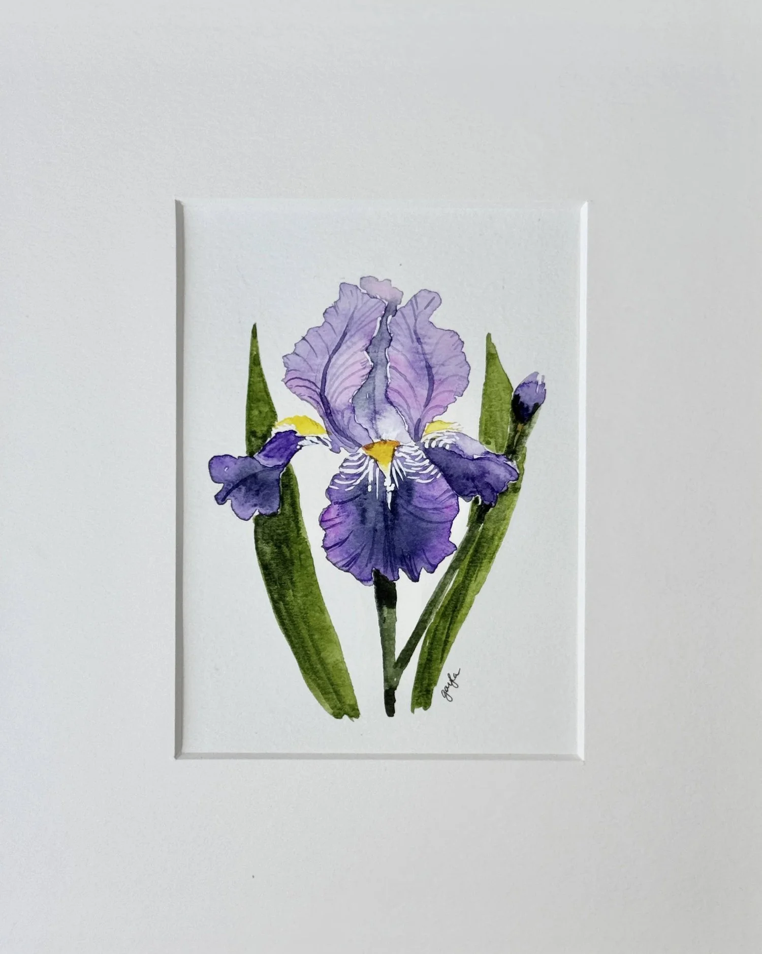 purple bearded iris original watercolor painting by Gayla Irwin
