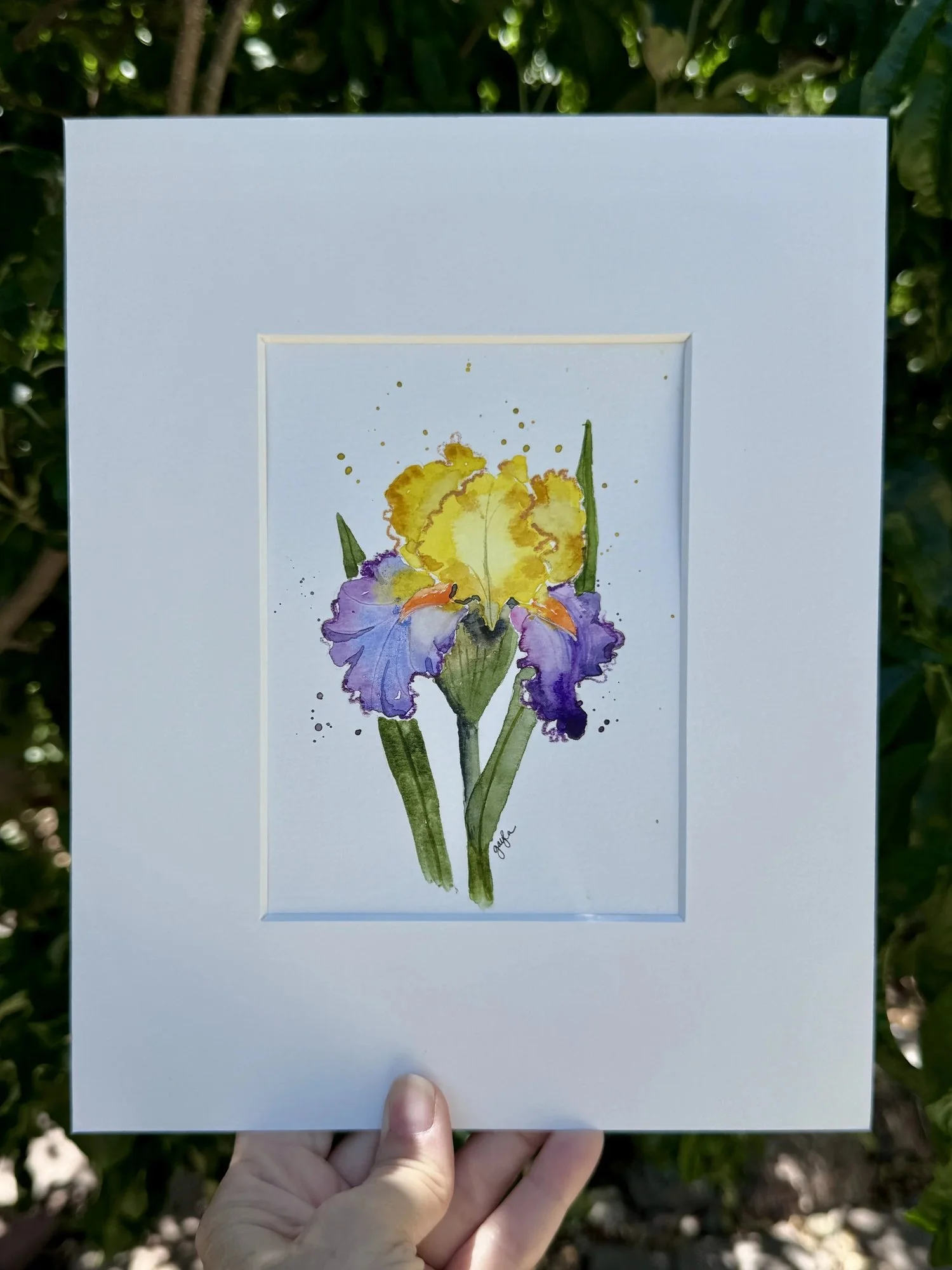 enthralled bearded iris watercolor outdoor view original watercolor artwork by Gayla Irwin