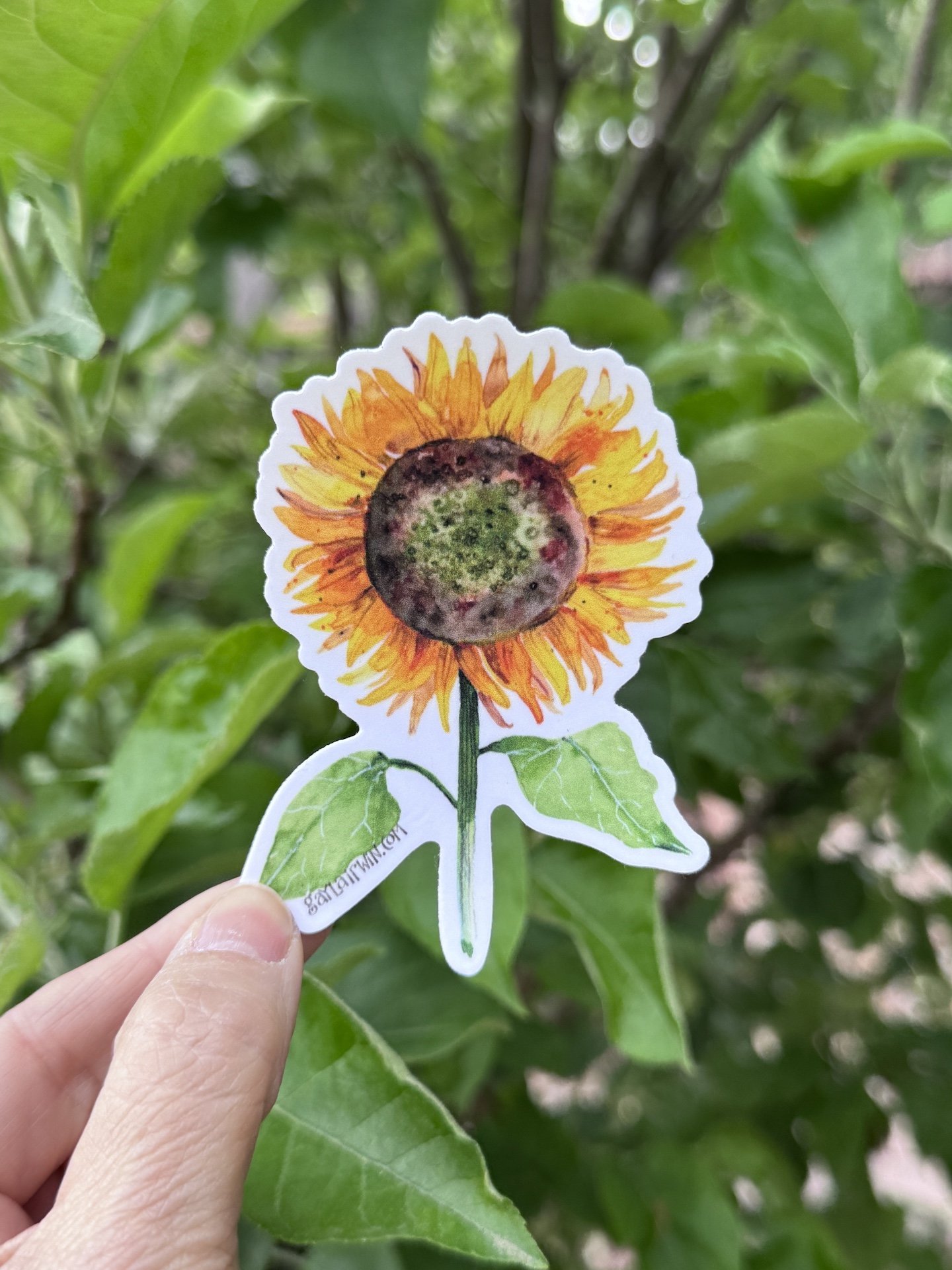 sunflower-sticker-green-background.JPG