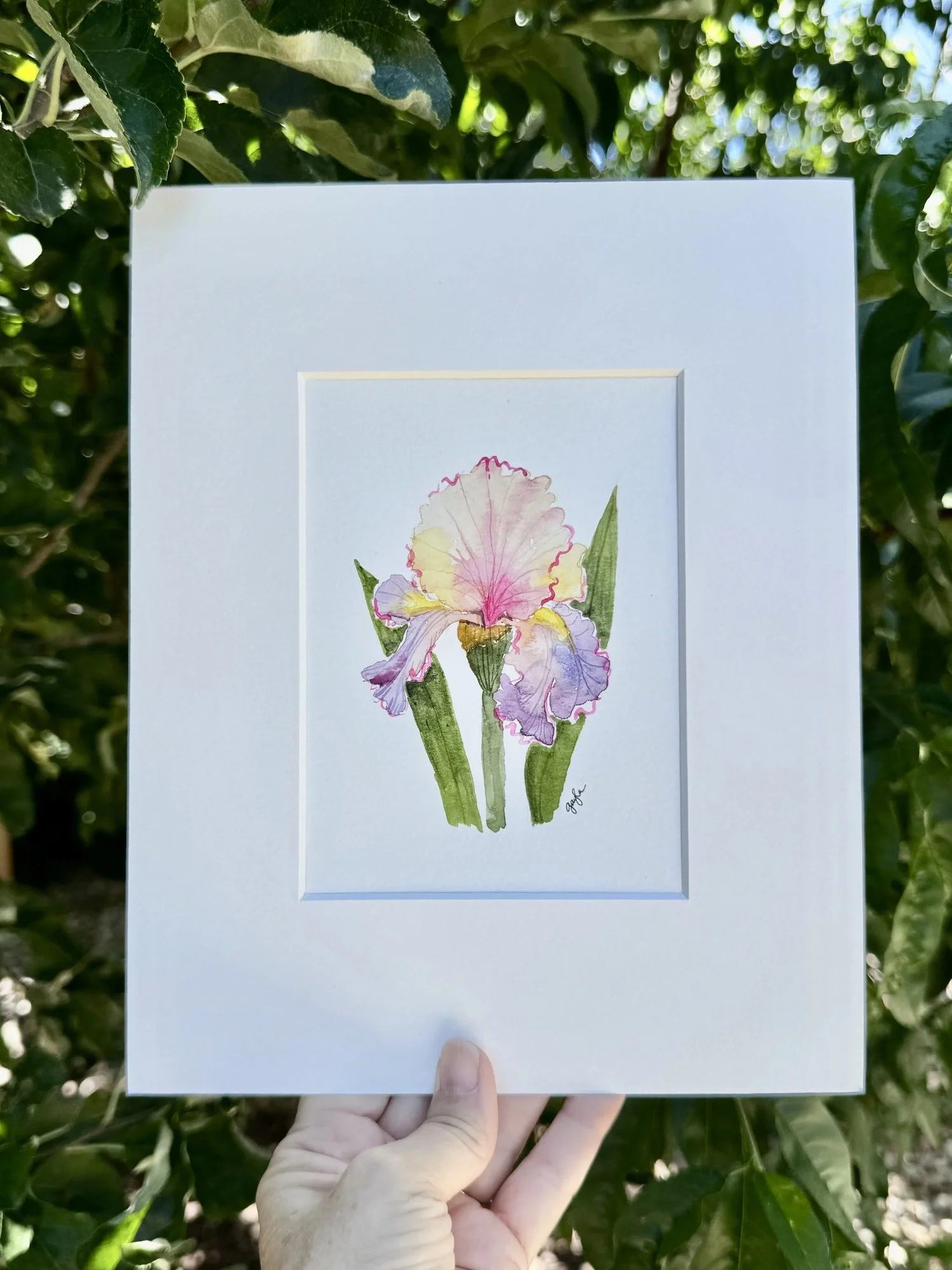 chasing rainbows iris original watercolor painting by Gayla Irwin