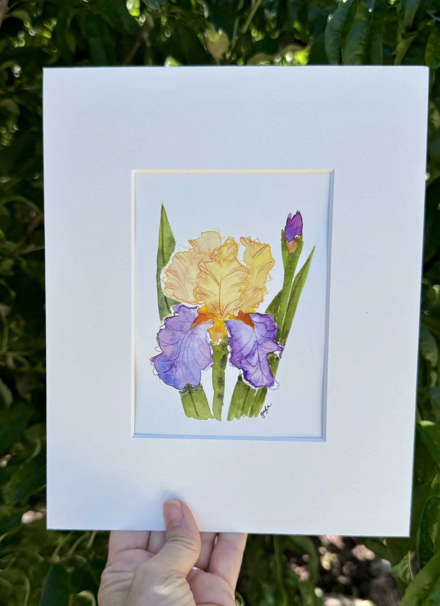 gold purple bearded iris watercolor outdoor view original watercolor artwork by Gayla Irwin