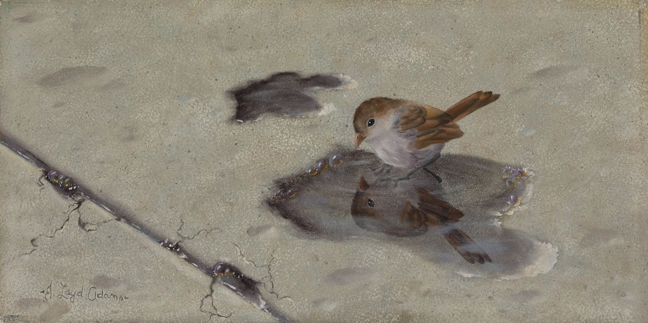 BIRDpuddleWEB.jpg