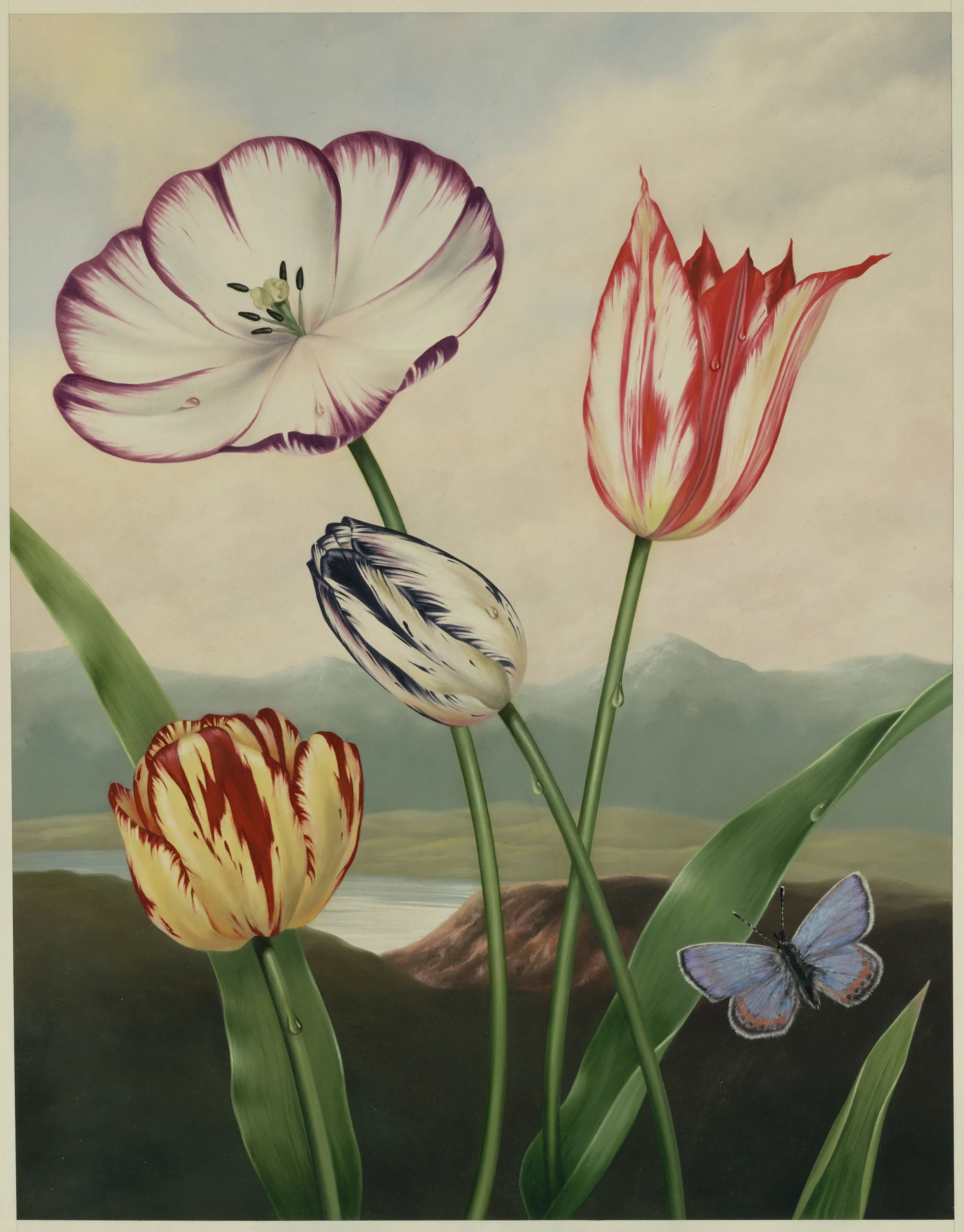 TULIPSMacy'sbagWEB100.jpg