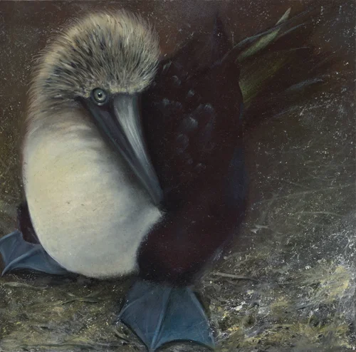 penguinshyWEB.jpg