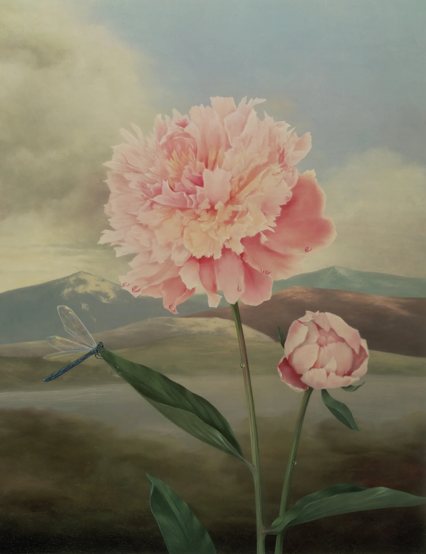 PEONIES