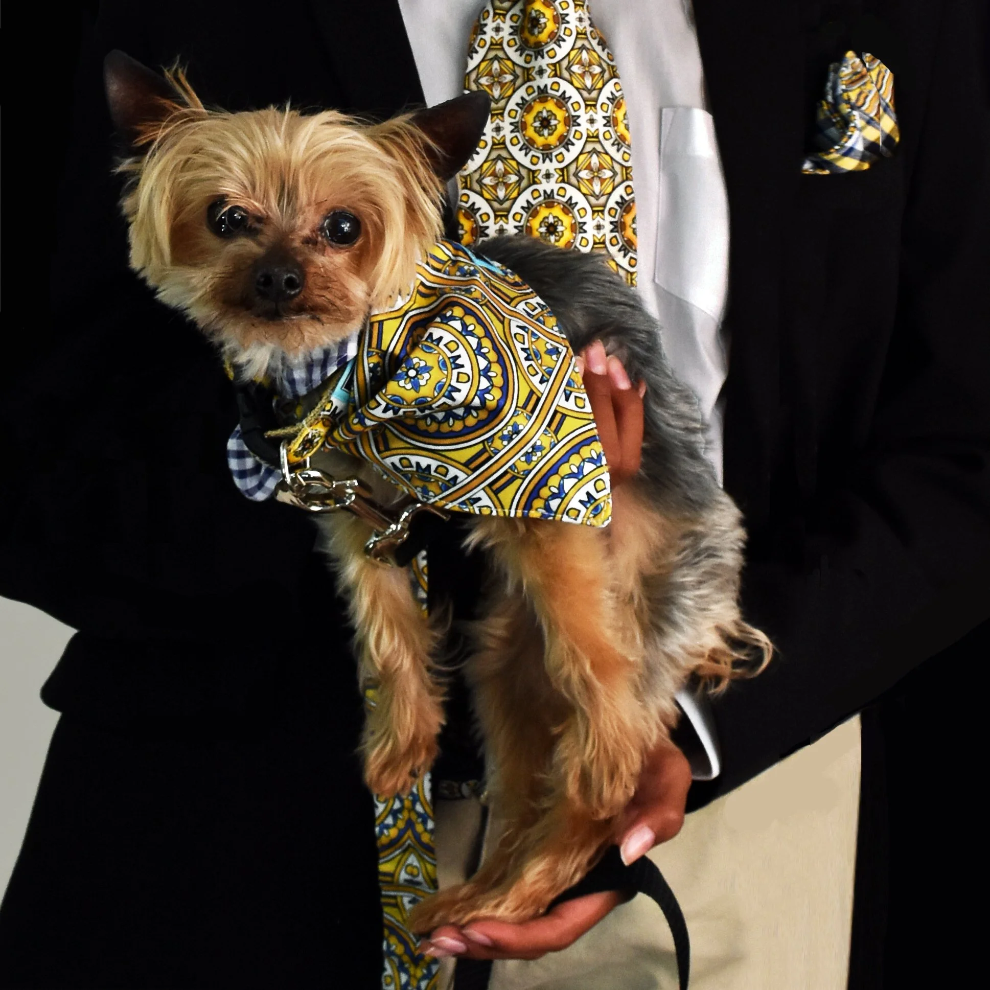 Pet Bandana MD- Blue and Gold