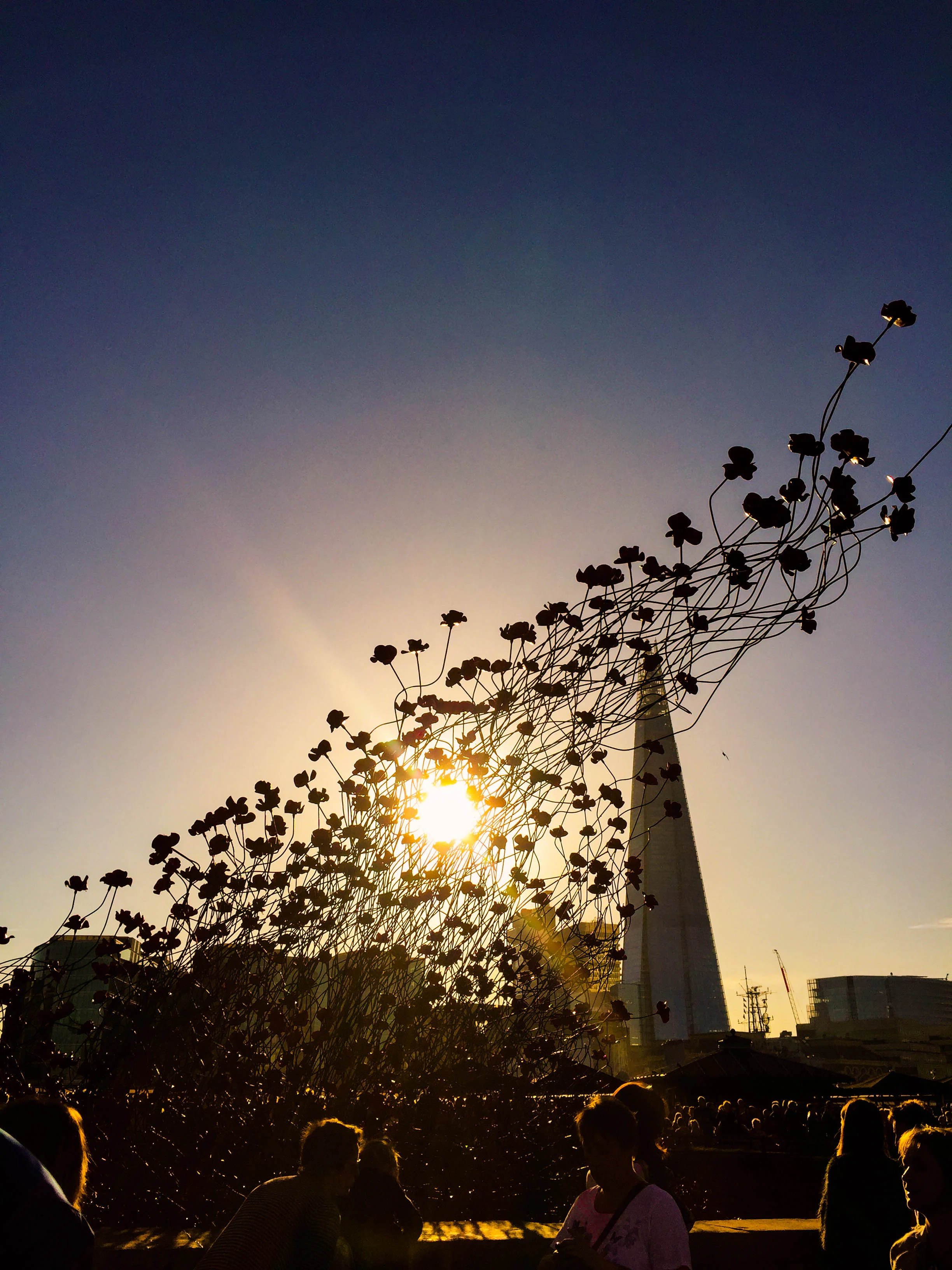 England Roses to the Sky.jpg