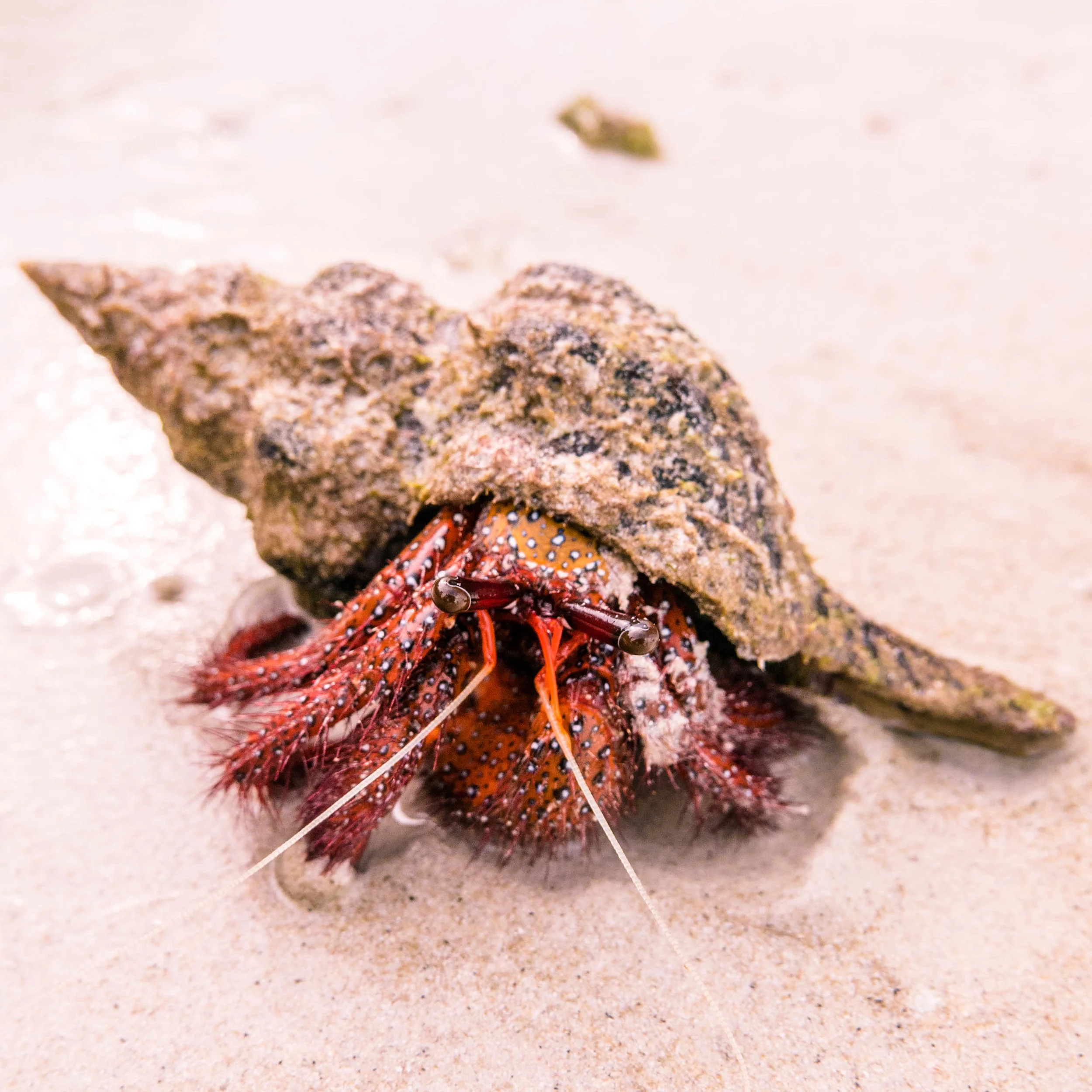 Thailand Crab.jpg