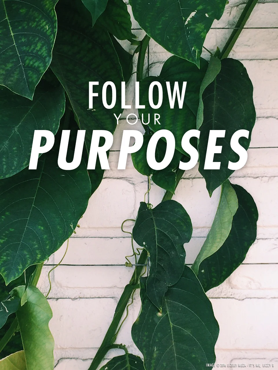 Follow Your Purposes // It's Me, Lizzy B - Musings on Life, Business, & The Pursuit of Curiosity // Personal blog of Lizelly Meza from Lizzy B Loves