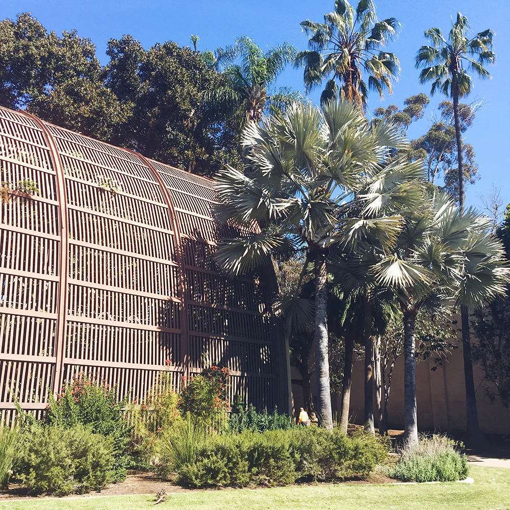 Balboa Park Palm Trees—A Place to Just Be // Curiosities Allowed // Creative blog of Lizelly Meza