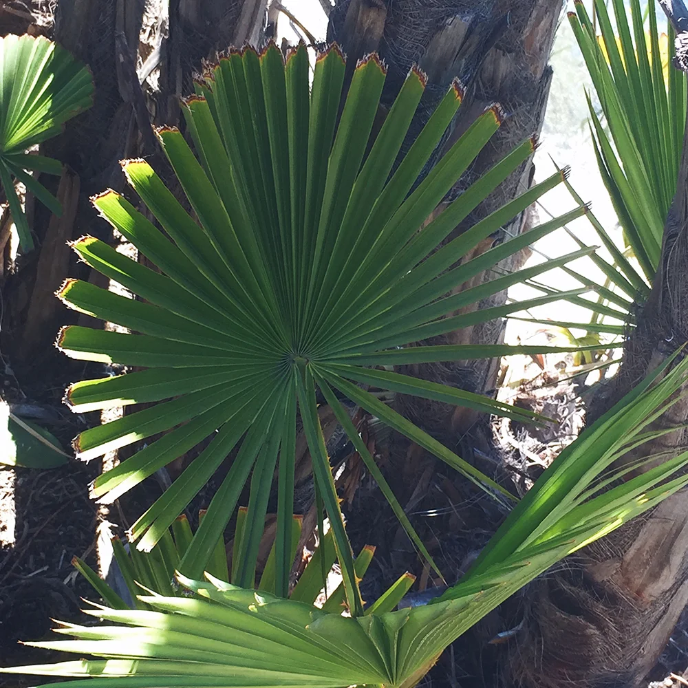 Balboa Park Palm Trees—A Place to Just Be // Curiosities Allowed // Creative blog of Lizelly Meza