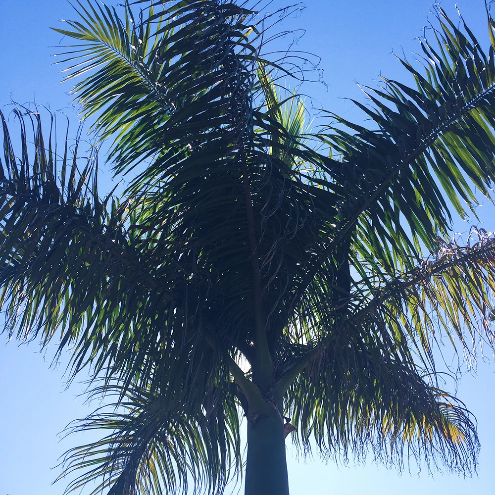 Balboa Park Palm Trees—A Place to Just Be // Curiosities Allowed // Creative blog of Lizelly Meza