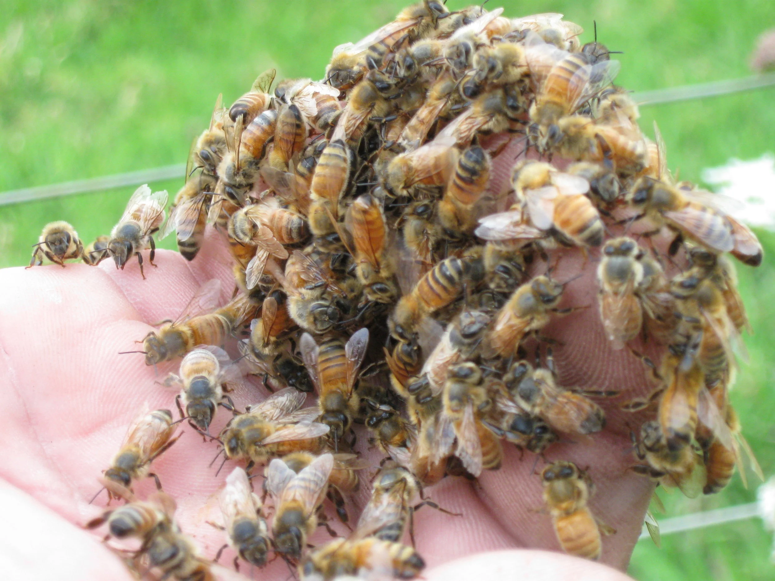 Handling some bees with care