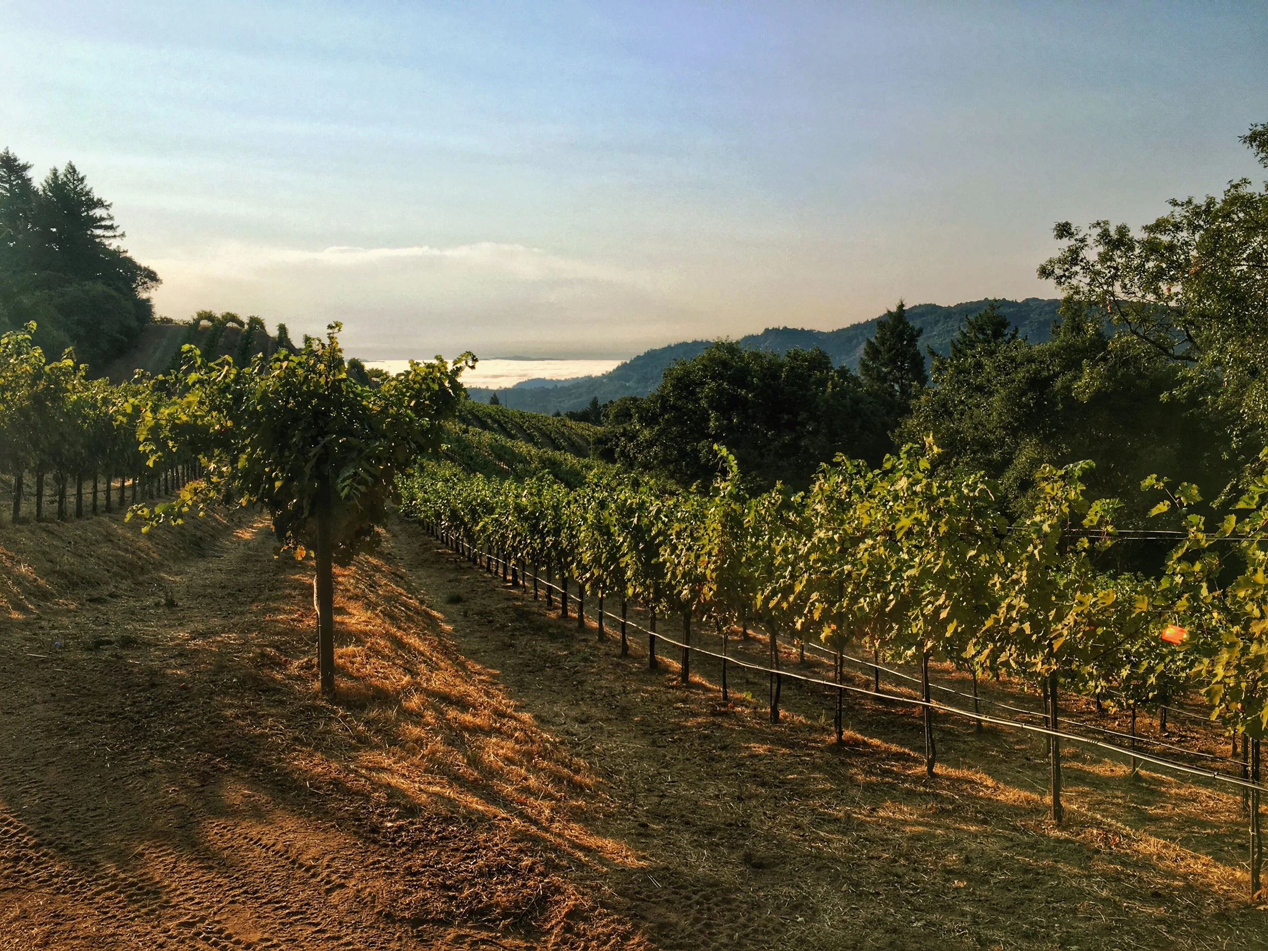 Early morning sunrise at Cain Vineyards on Spring Mountain in Napa.