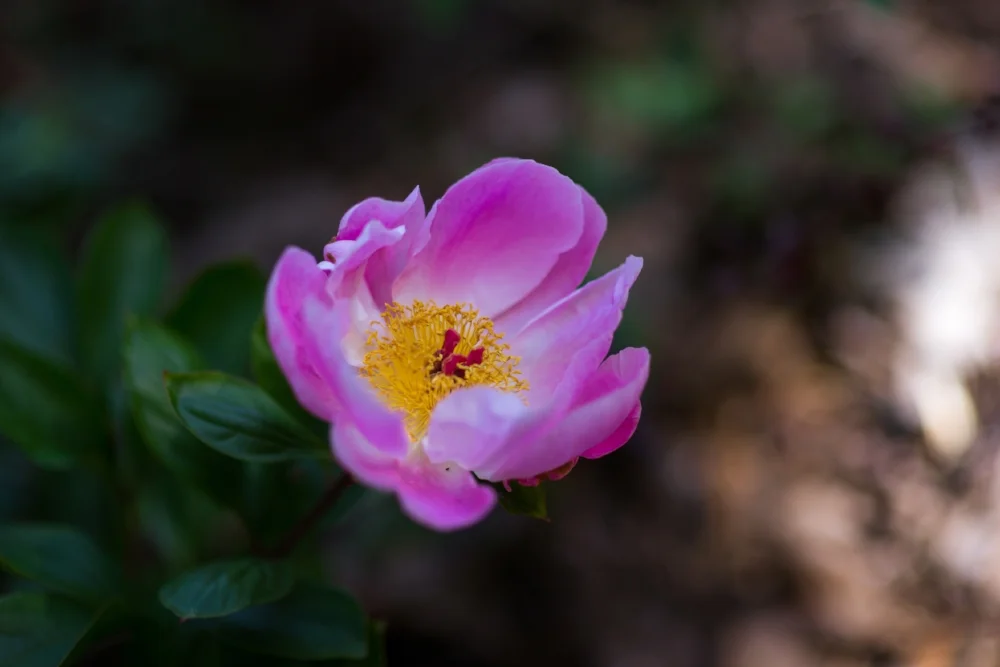 JCP_0864.jpg