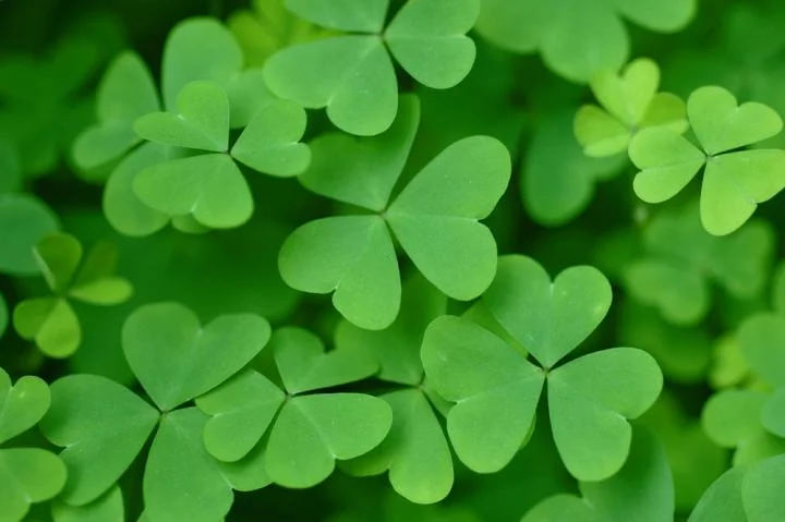 st-patricks-day-shamrocks-11.jpg