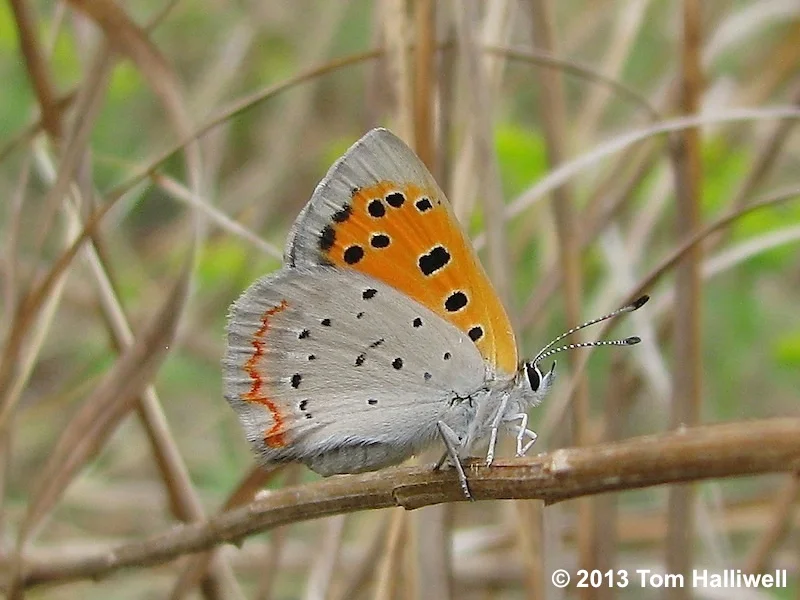 American Copper
