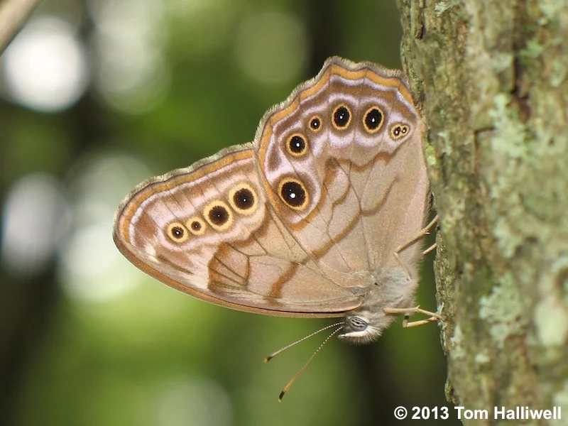 Northern Pearly Eye Satyr
