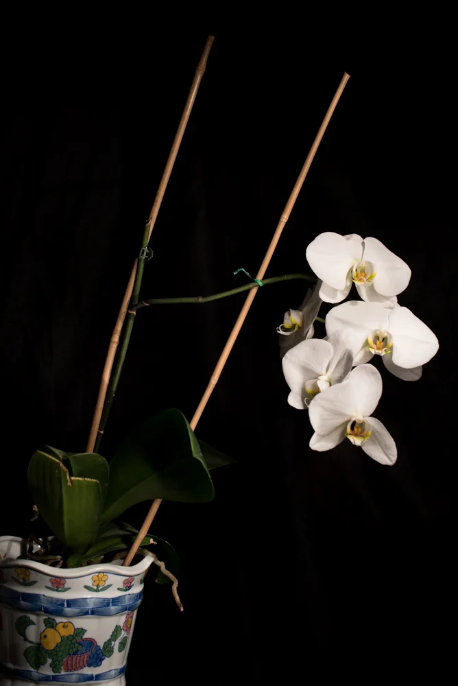 I had a lighting mishap and one of the flowers lost a pedal... whoops!